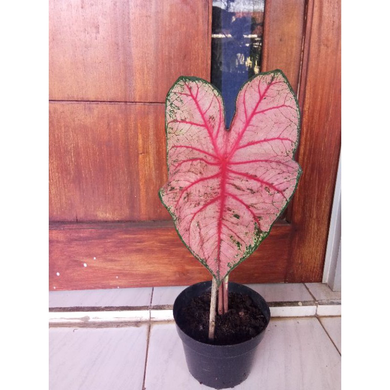 Keladi Pink / keladi merah