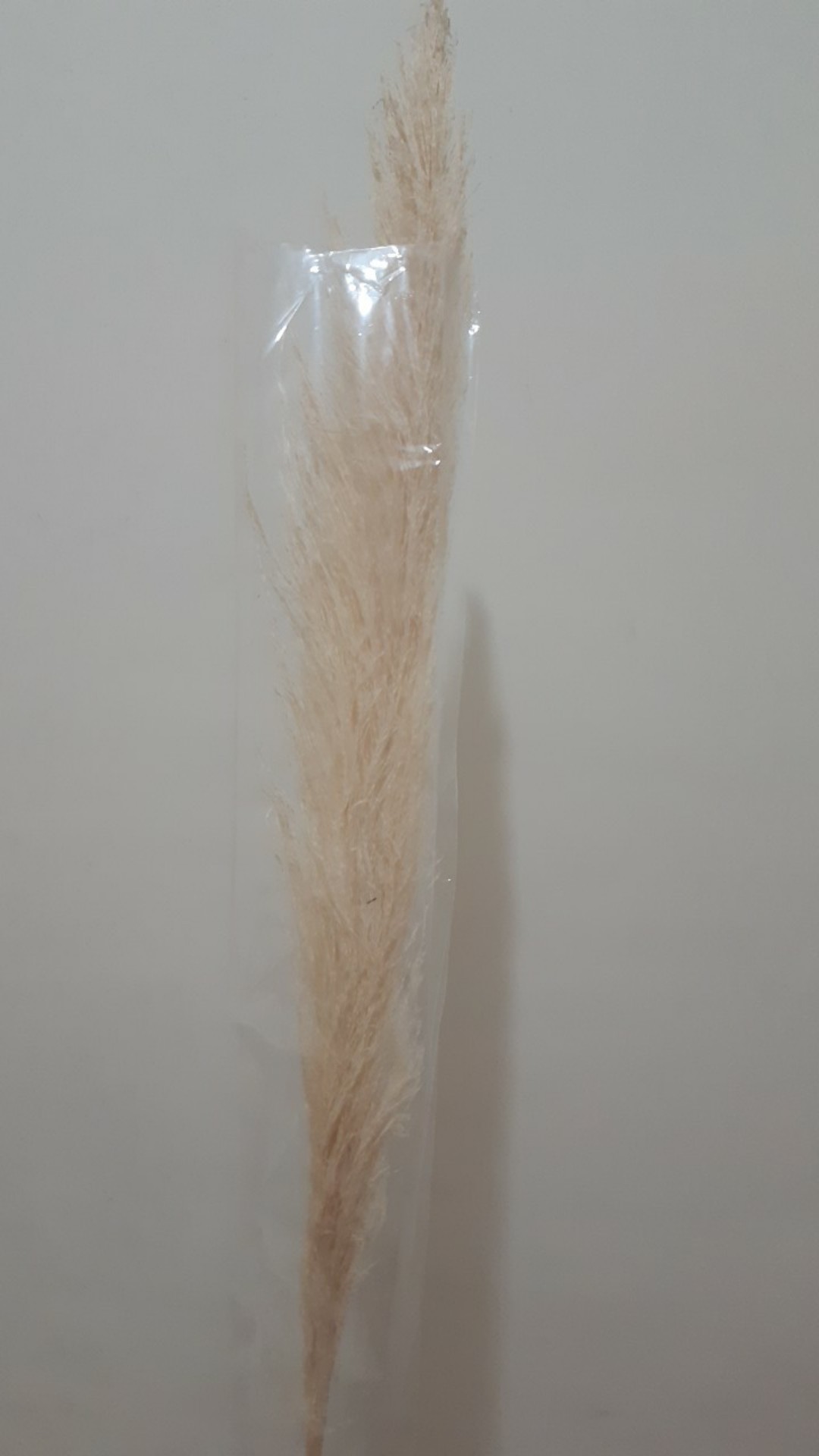 Dried Flower Pampas Import Super Pluffy (best Pampas Grass)