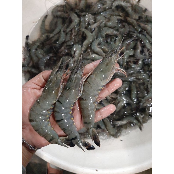 

PROMO UDANG TIGER HARIAN SIZE 40 PANCET