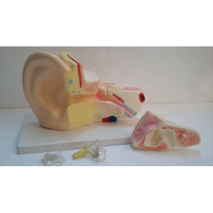 Model Anatomi Telinga Bahan Pvc Durable Murah Shopee Indonesia