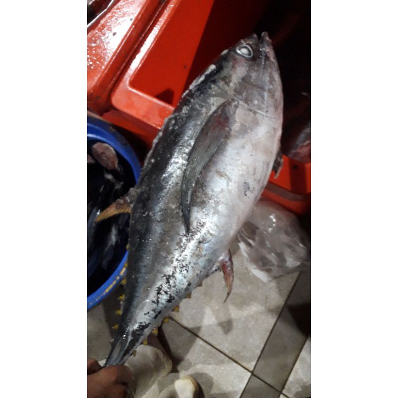 

bakso ikan tuna