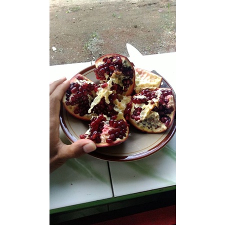 Bibit pohon buah delima merah Mesir jumbo