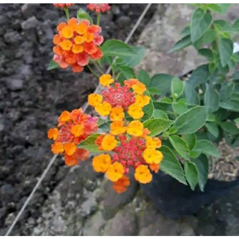 25 Bibit Stek batang Tanaman Bunga Lantana Orange / Bunga Tembelekan