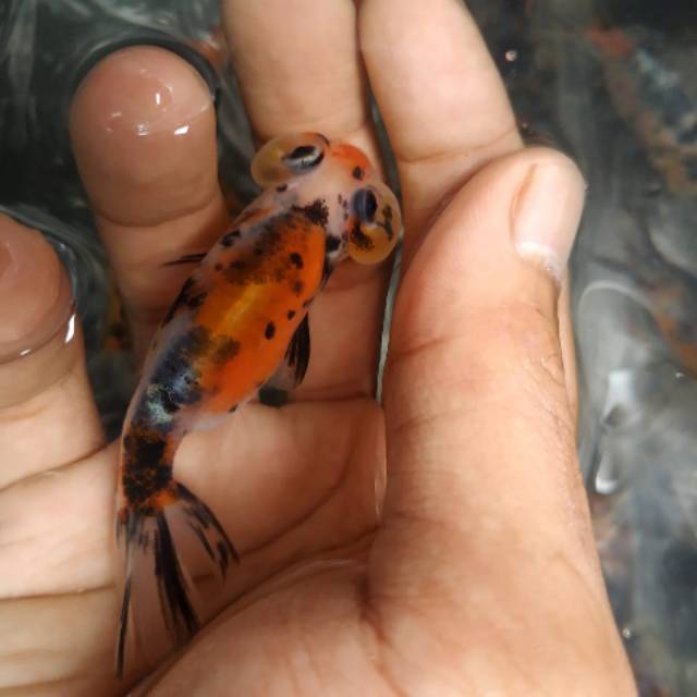 Koki mata balon kecil