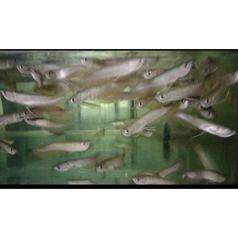 ikan arwana silver brazil ukuran 9 -11cm