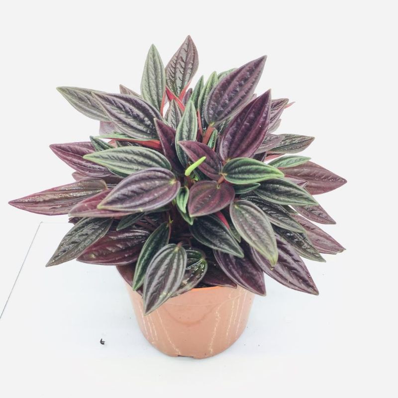 Tanaman Hias Peperomia Roso