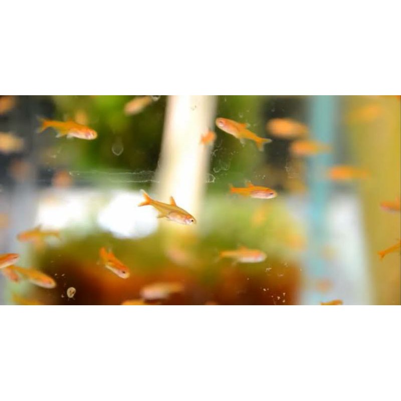 ikan amandae tetra