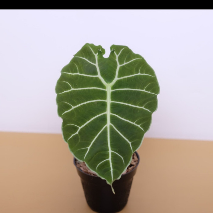 alocasia watsoniana