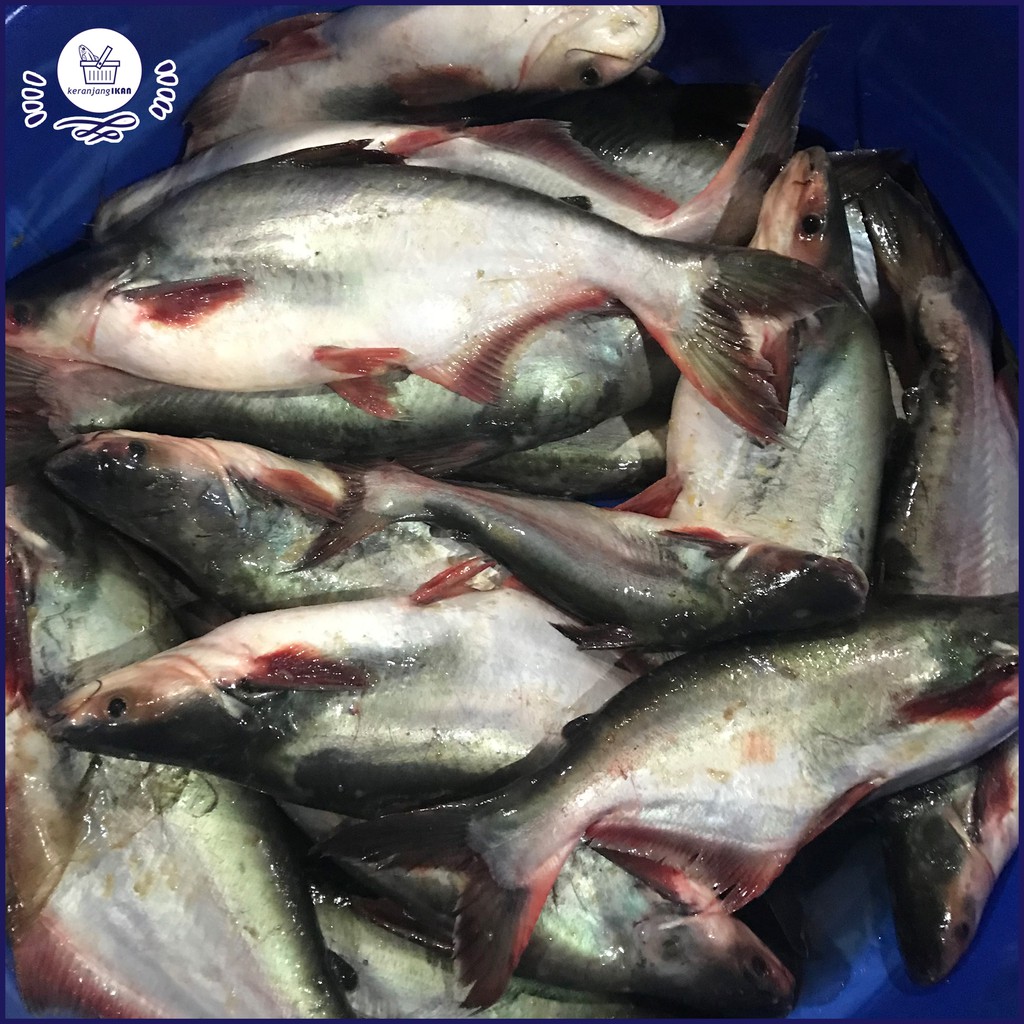 

Ikan Patin Segar 1kg