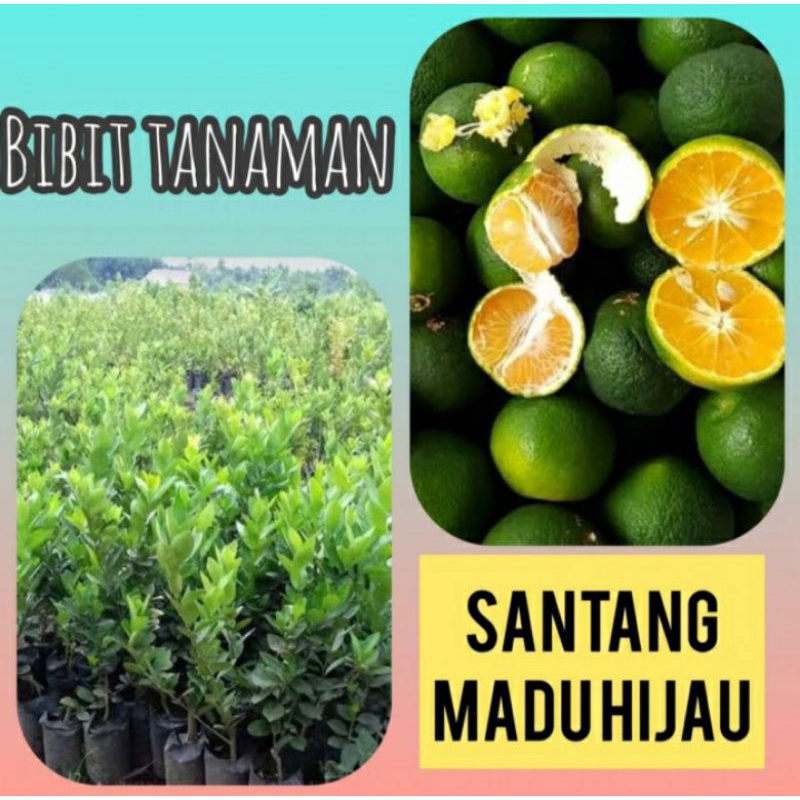 Bibit jeruk Santang madu hijau