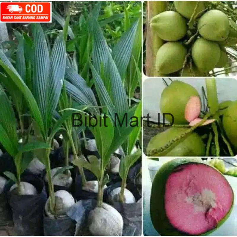 Bibit Kelapa Wulung Asli // bibit kelapa ijo Wulung // bibit kelapa