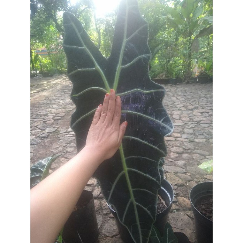 indukan keladi amazon