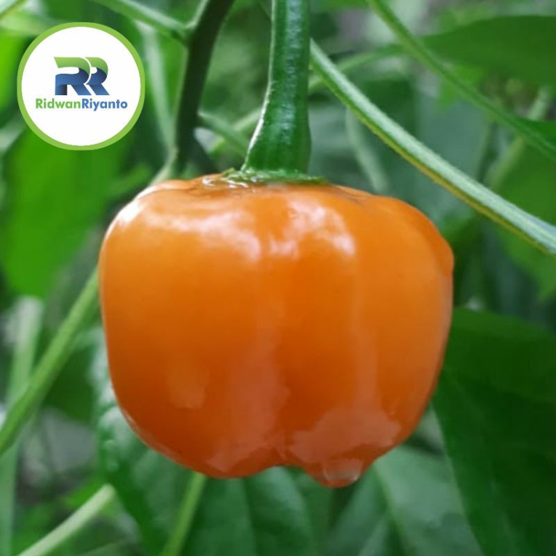 Buah Cabai Orange Habanero ini buah cabenya