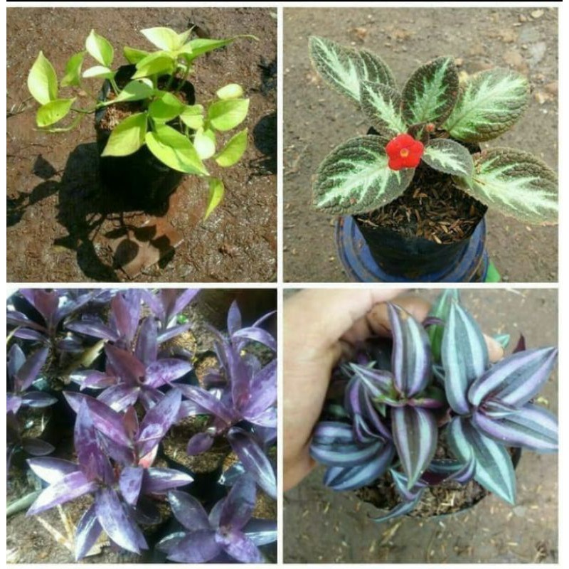 Paket 4 Tanaman Pot Gantung