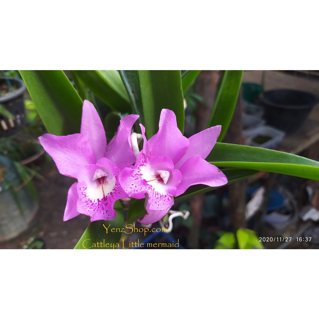 Anggrek Cattleya Little Mermaid