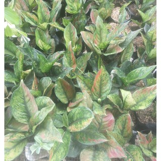 Aglaonema aglonema  suksom jaipong Shopee Indonesia