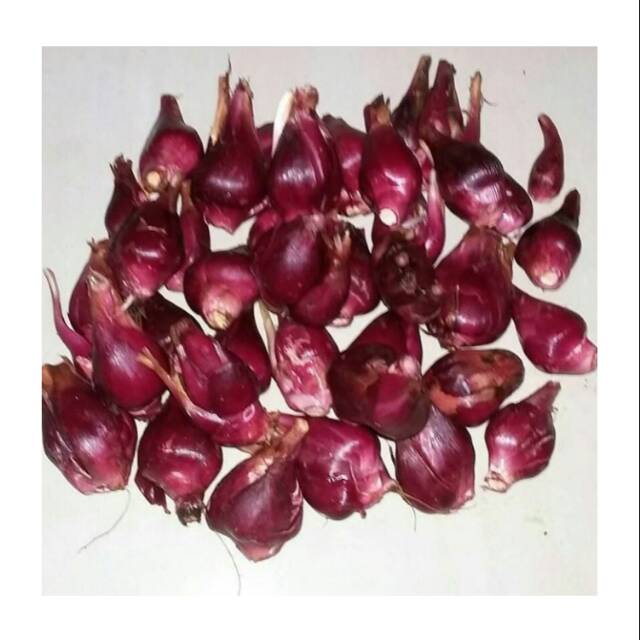 Bawang Dayak Segar Tanpa Batang Shopee Indonesia