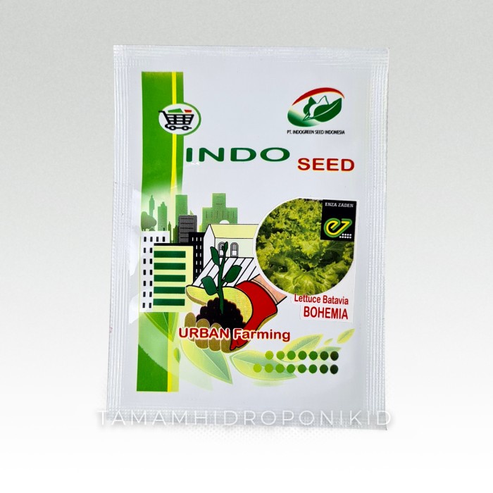 Benih Selada Batavia Lettuce BOHEMIA - Original Packing 1gr