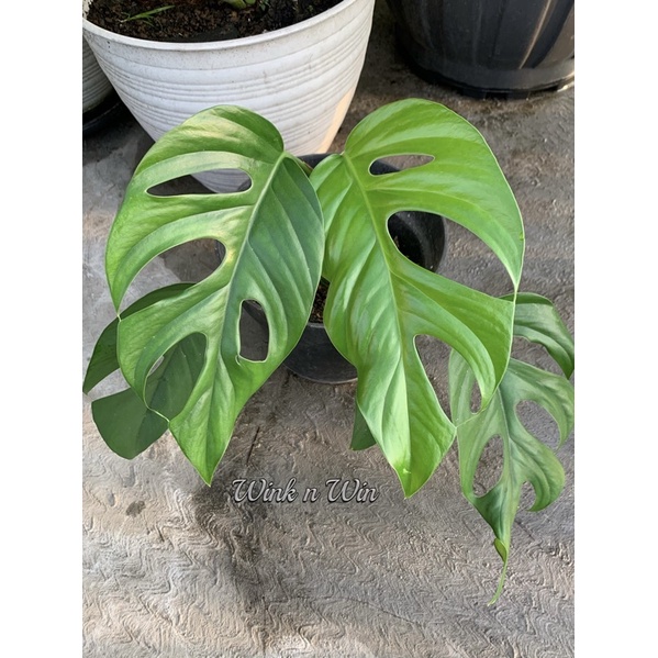 Tanaman Hias Raphidhopora Pertusa/ Raphidopora Pertusa