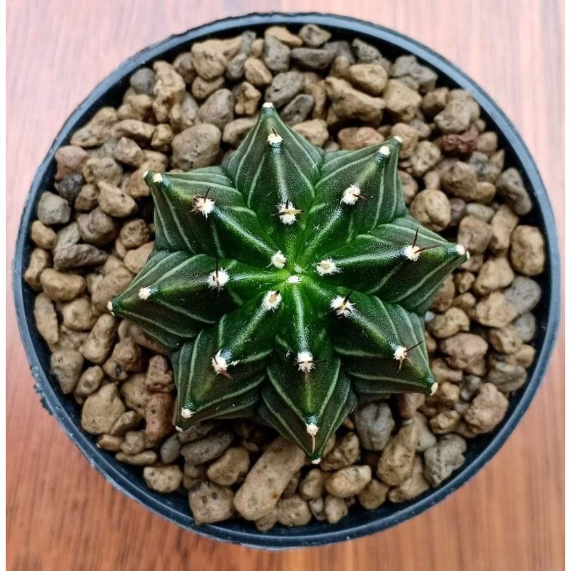 Kaktus Gymnocalycium Mihanovichi Hybrid (Yellow tiger x Lb 2178)