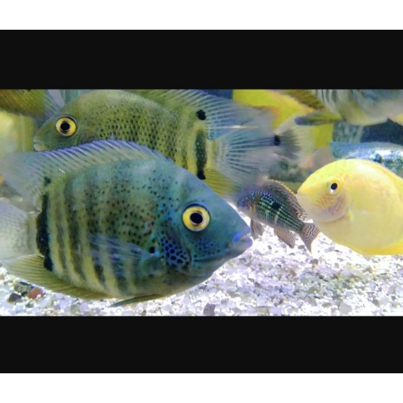 Ikan Hias Green Severum Tapajos American Cichlid.