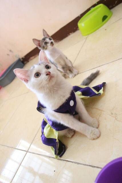 Dress ungu mix krem untuk kucing dan anjing / baju kucing murah terlaris size S-XL