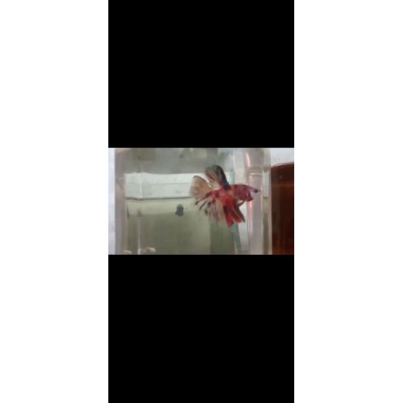 Cupang HM Giant Nemo