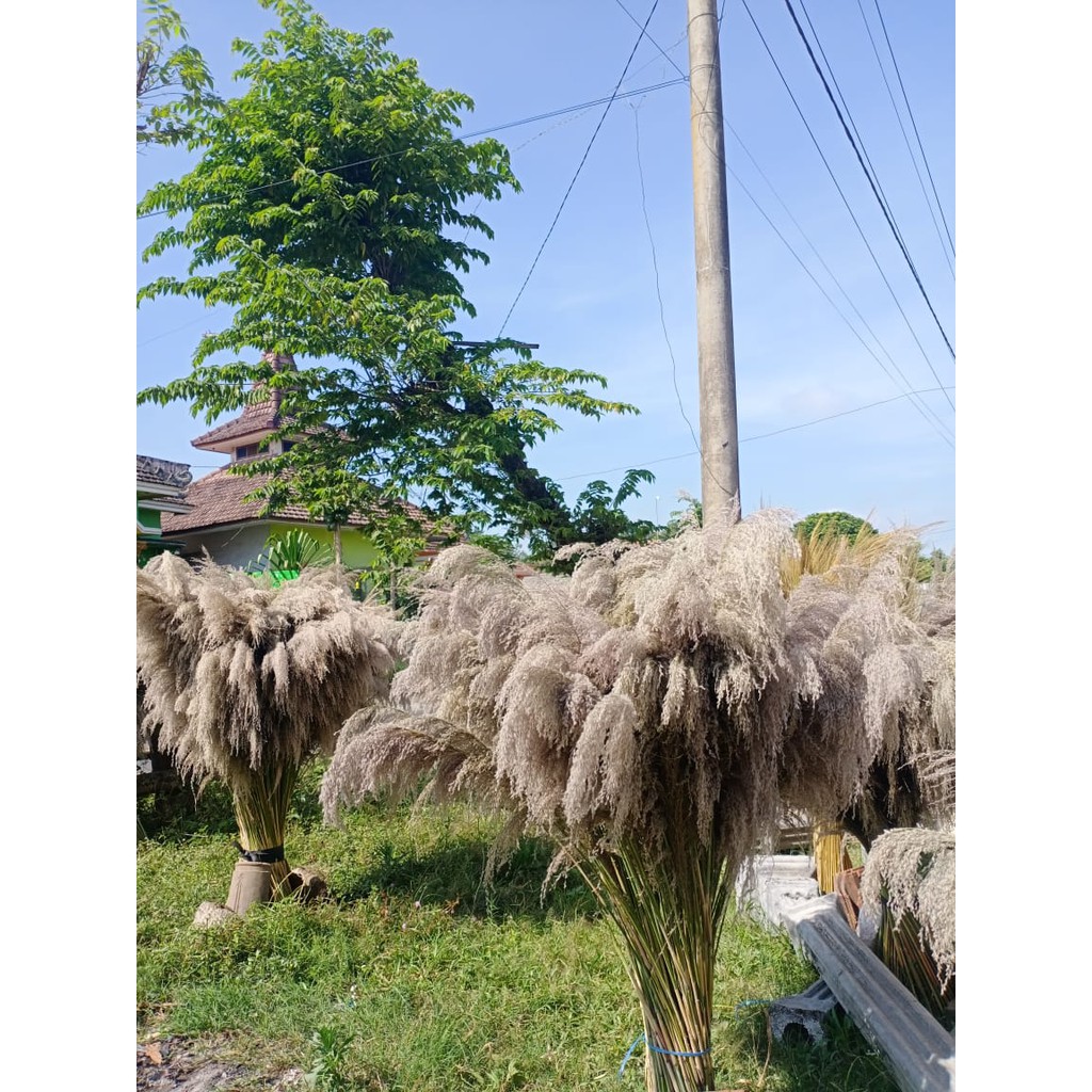 1 LUSIN PAMPAS BULU SUPER/ XL/ PAMPAS GRASS/PAMPAS LOKAL