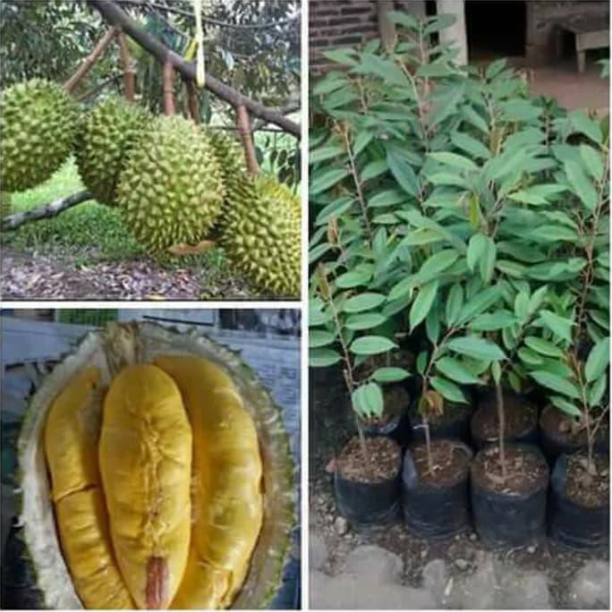 Asli Bibit Buah Durian Musang King Asli @_#