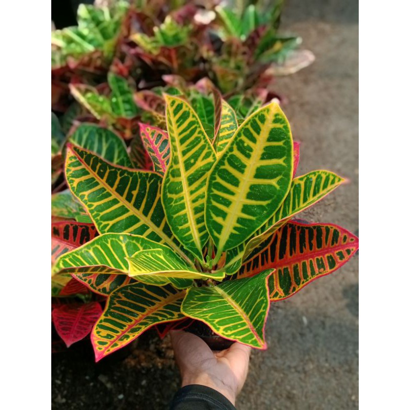 Tanaman Hias Puring Proton