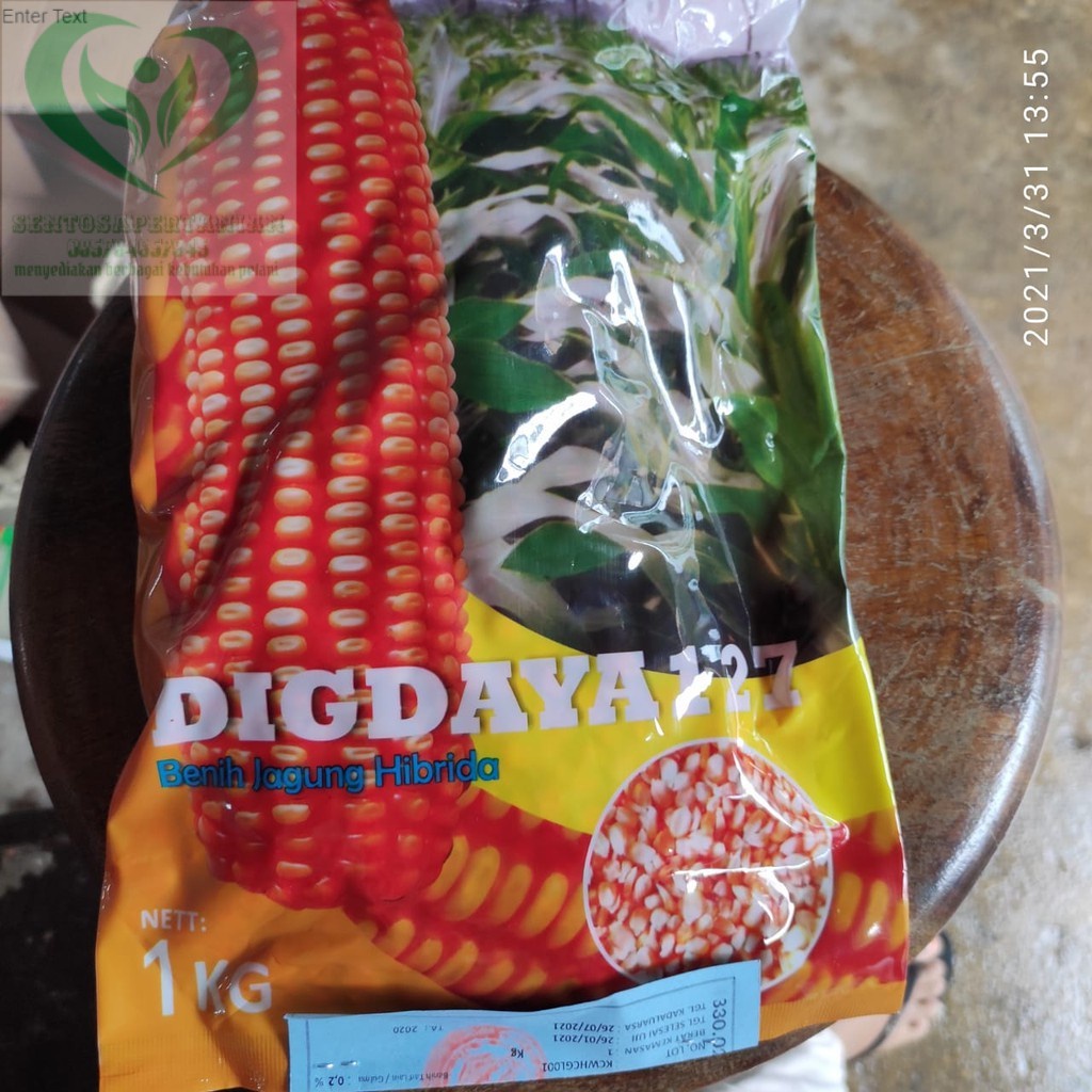 Benih jagung Hibrida DIGDAYA 127 kemasan 1kg dari LTA
