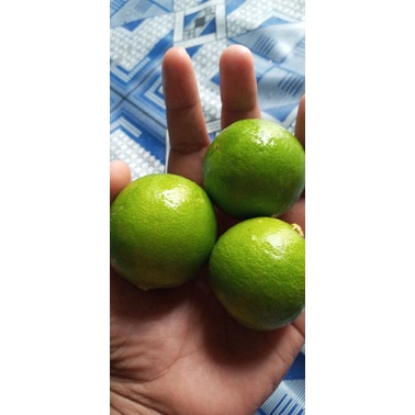 

1Kg Jeruk Pecel/Jeruk Nipis