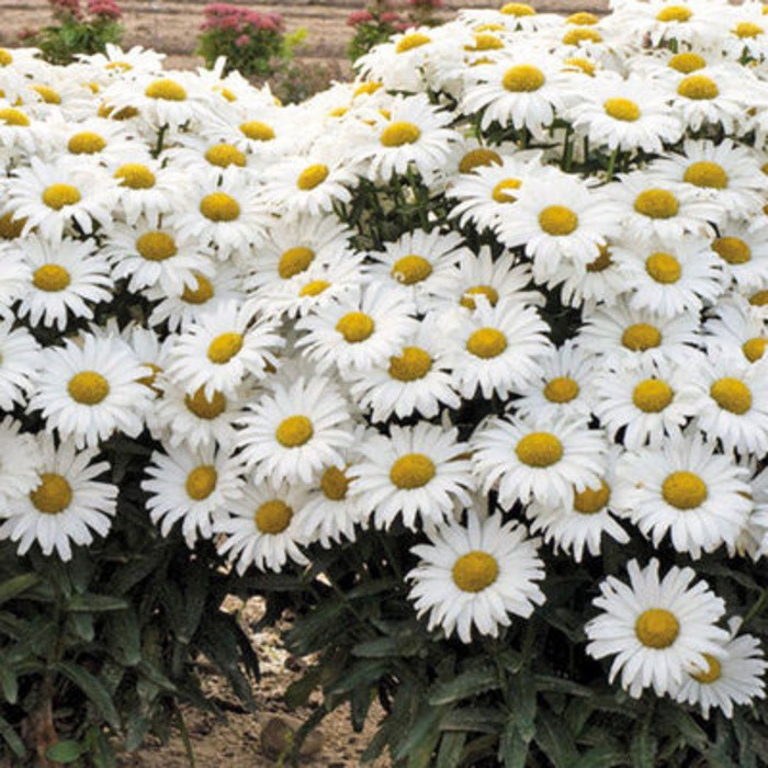3 benih Bunga Chrysanthemum Moon Daisy F1 import UK Bibit tanaman