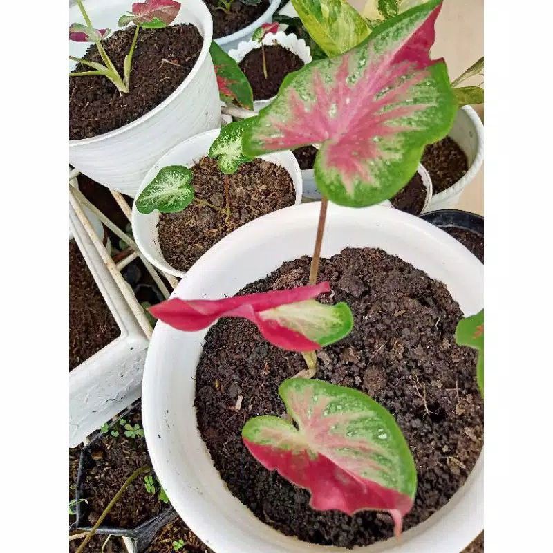 bonggo keladi cat tumpah /bonggo keladi /bunga keladi cat tumpah