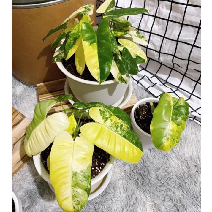 tanaman philodendron burlemarx varigata - philodendron brekele