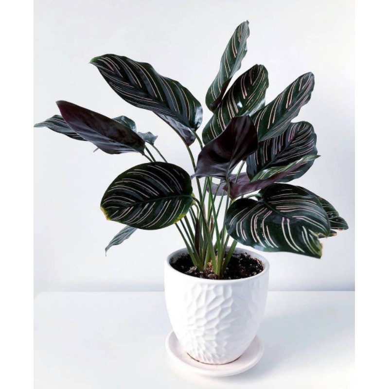 calathea pink strip ornata - tanaman hias calathea pink strip ornata~calathea murah