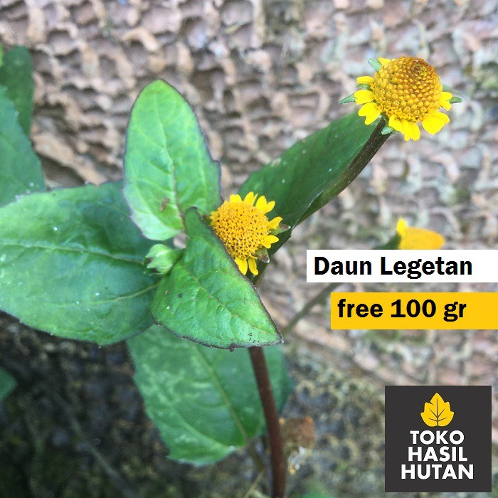 

Tanaman Legetan Segar 200 gram / Daun Jatong | Toko Hasil Hutan