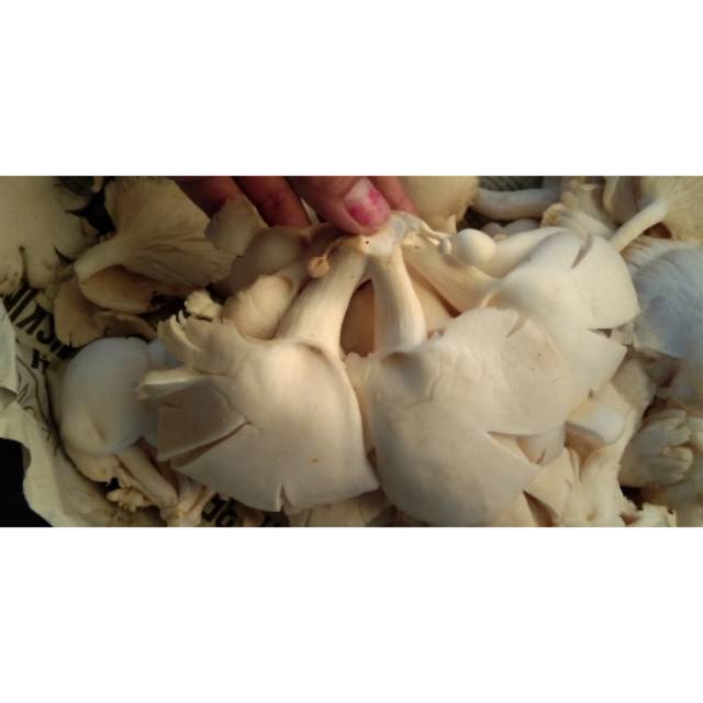 

Jamur Tiram 500gr