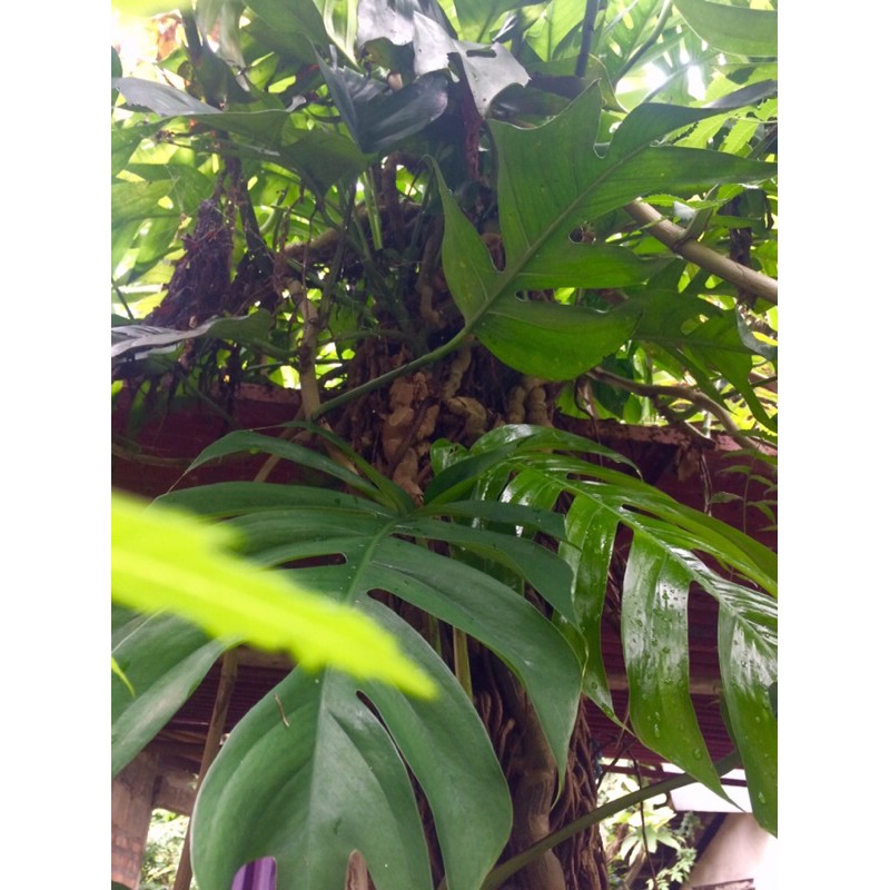 DAUN JALU MAMPANG