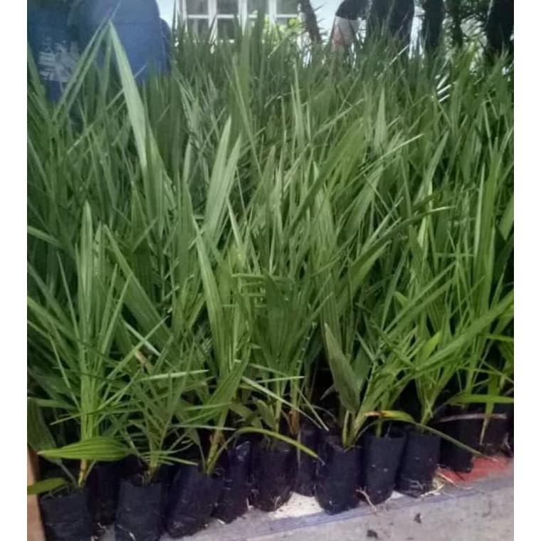 2 BIBIT BUAH KURMA AJWA JANTAN DAN BETINA BIBIT BIJI $_$