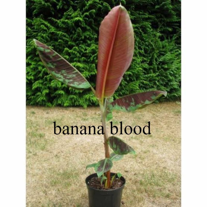 Bibit Pohon pisang varigata merah / banana blood / tanaman hias populer