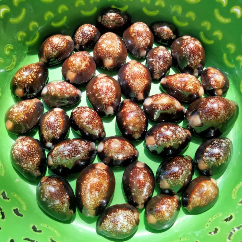 CANGKANG KERANG KUWUK HITAM  100 gr