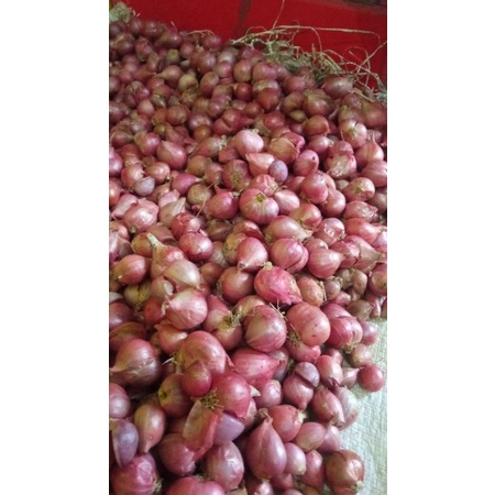 

Bawang Merah murah bagus