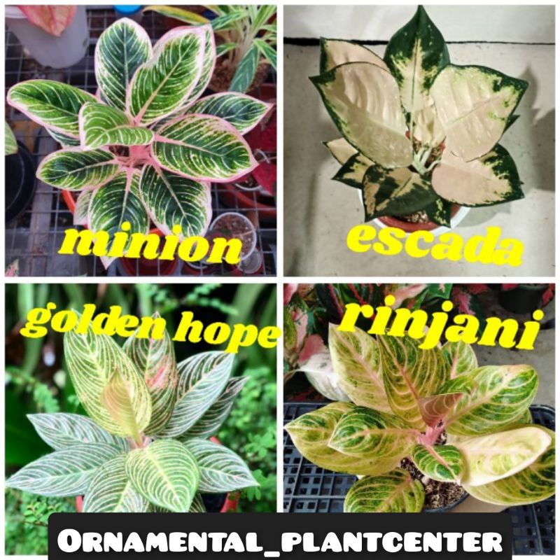 BEBY PAKET 4 AGLONEMA/ ANAKAN AGLONEMA, Minion, Escada, Golden hope, Rinjani