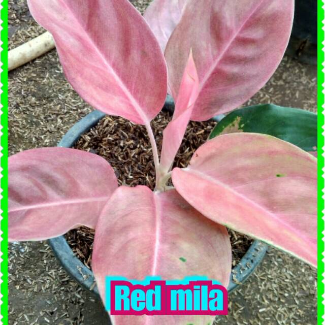 

Bibit bunga aglonema Red mila