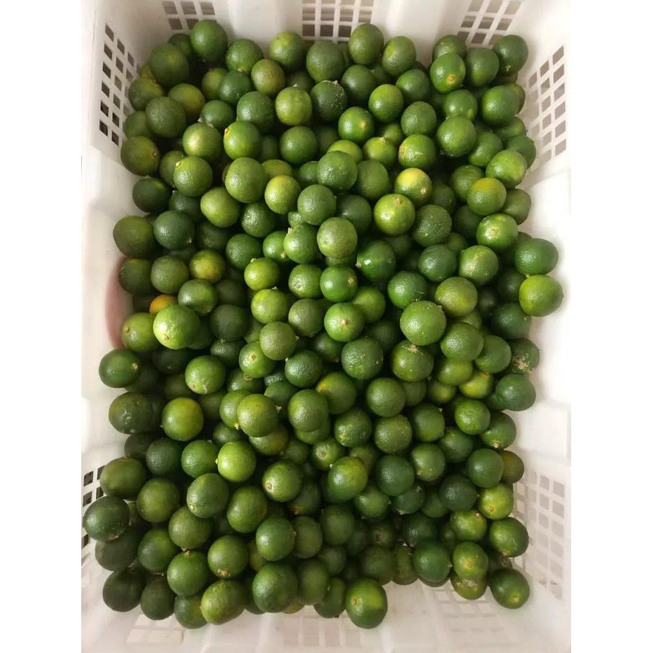 

PASAR ONLINE MURAH - BUAH JERUK SONKIT LEMON CUI JERUK KUNCI