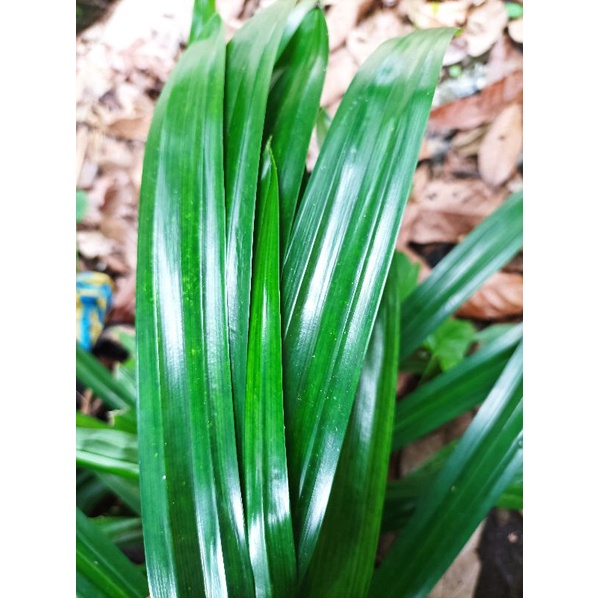 

Daun Pandan