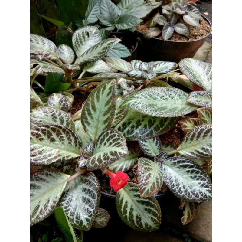 Bunga Epischia / bunga gantung episcia