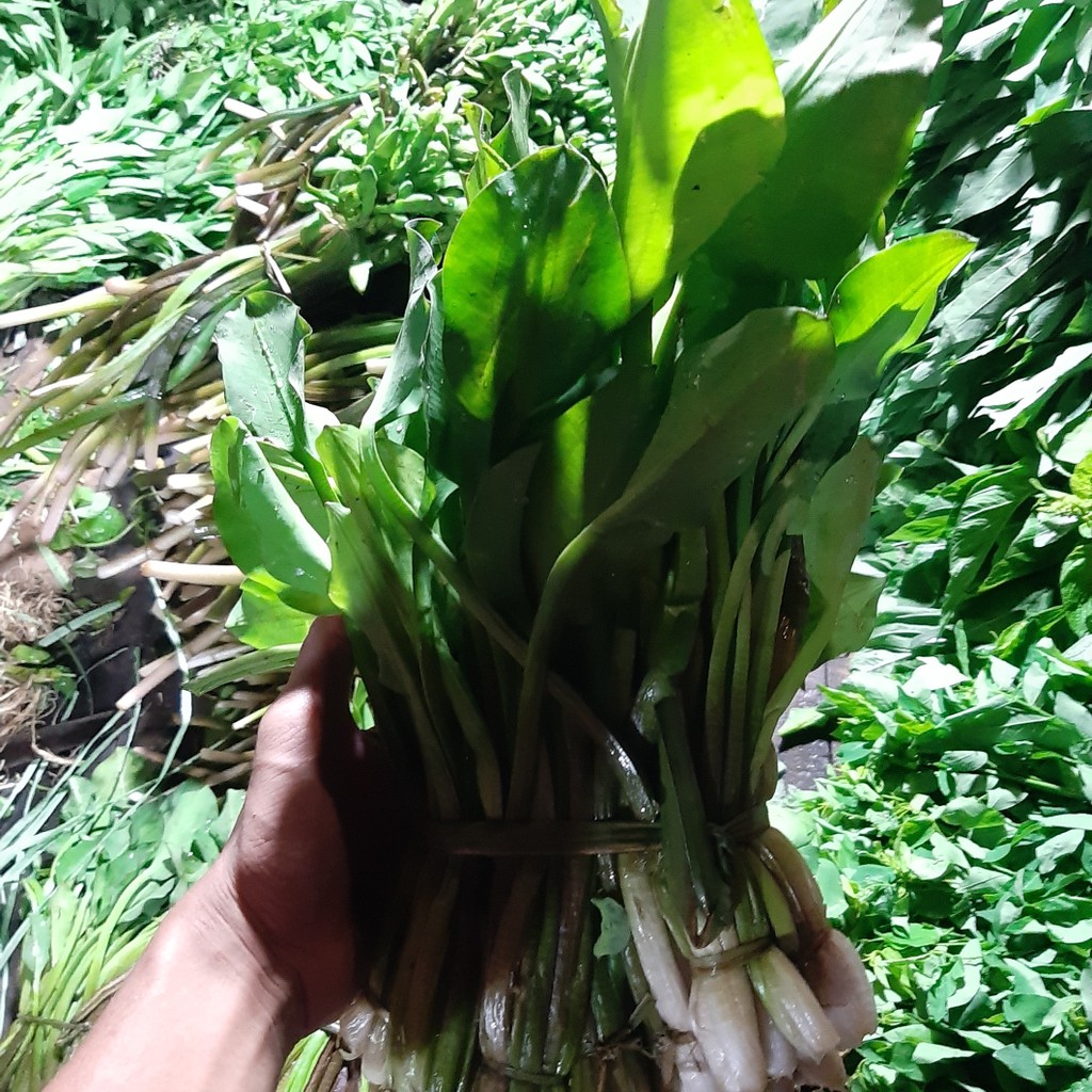 

Sayur daun genjer 1 iket