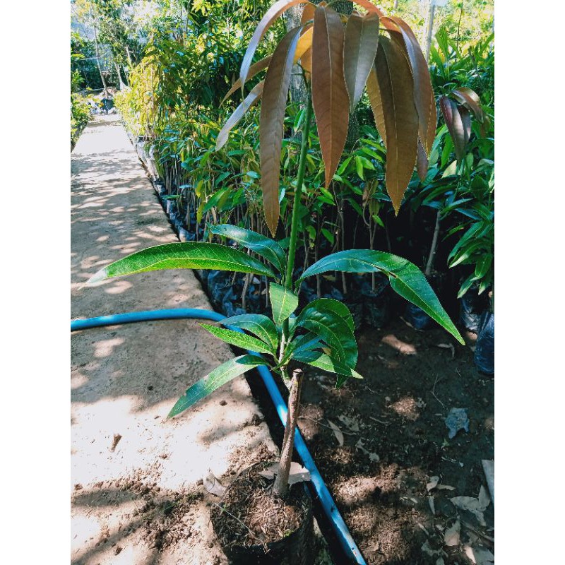 

bibit mangga kiyojai